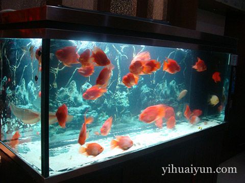 2017年鱼缸摆放在什么位置最好 yihuaiyun.com